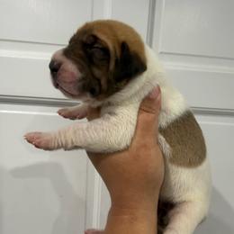 Patriot - Fawn female Great Dane puppy in Florida from Beachside Kennels