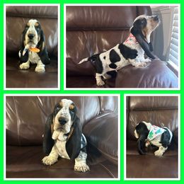 Boy 1 - Black brown and white Basset Hound puppy in Columbia, South Carolina from Pawmetto Hounds