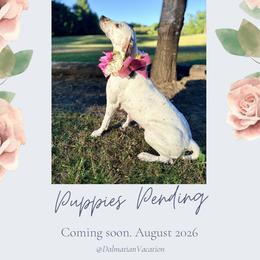 Dalmatian puppies from Dalmatian Vacation