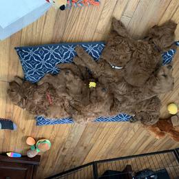 Goldendoodle and Poodle Puppies from GoldendoodlePaw