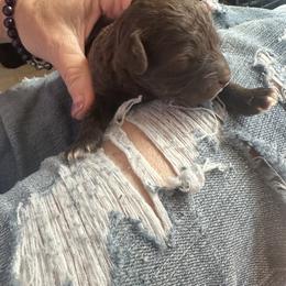 Westin - Chocolate male Goldendoodle puppy in Waynesboro, Virginia from Forest Creek Kennel