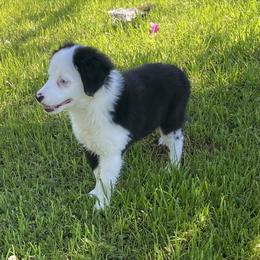 Miniature American Shepherd and Miniature Australian Shepherd Puppies from Sweetbay Aussies/ Miniature American Shepherds