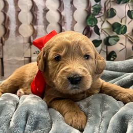 Poppy - Cream female Goldendoodle puppy in The Woodlands, Texas from Gracie's Goldendoodles and Bernedoodles
