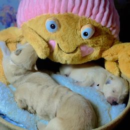 Golden Retriever Puppies from Novella Golden Retrievers