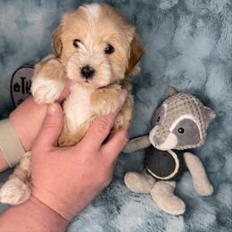 Harpo - Apricot male Maltipoo puppy in West Jordan, Utah from Mid Sized Maltipoos and More LLC
