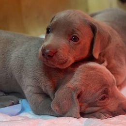 Weimaraner Puppies from Alpha Weims by The Mattas Kennel