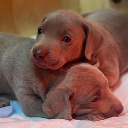 Weimaraner Puppies from Alpha Weims by The Mattas Kennel