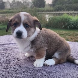 Queen Maeve - Cardigan Welsh Corgi puppy from Pondside Kennels
