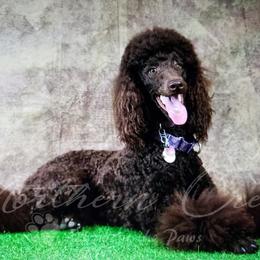 Poodle puppies from My Buddies Puppies