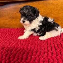 Camry - Black & tan tri-color female Maltipoo puppy in Lawrenceburg, Tennessee from LUV Poodles and Maltipoos