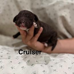 Cruiser - Chocolate male Australian Labradoodle puppy in Alamo, Texas from QuiSal Labradoodles