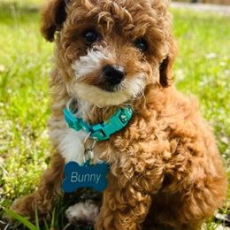 Goldendoodles from Sha Petite Cattery & Kennel