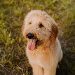 Goldendoodle All Grown Up from Sunshine Doodles