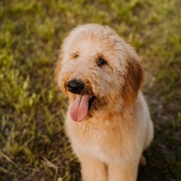 Goldendoodle All Grown Up from Sunshine Doodles