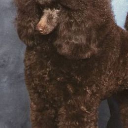 Poodles from Maestoso Poodles