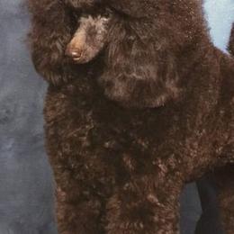 Poodles from Maestoso Poodles