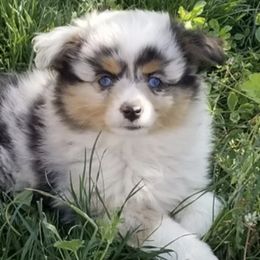 Miniature Australian Shepherds and Pembroke Welsh Corgis from Amy's Rocky Mountain Aussies