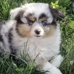Miniature Australian Shepherds and Pembroke Welsh Corgis from Amy's Rocky Mountain Aussies