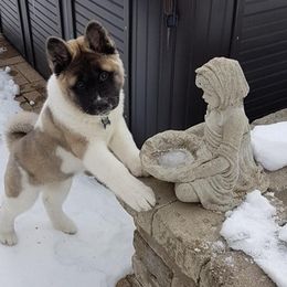 Akita Puppies from Chelsea's Akitas