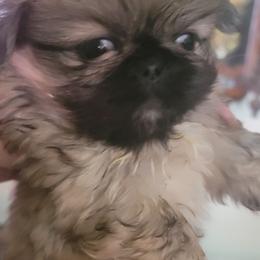 Trina - Gray sable female Pekingese puppy in Burns, Kansas from Pekingese Dynasty