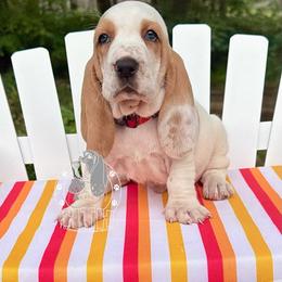 Timber - Red and white male Basset Hound puppy in Dingess, West Virginia from Tuckers' Howling Hounds