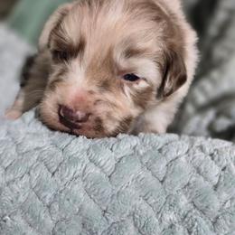 Gravy (Red Merle) - Red merle male Australian Shepherd puppy in Rainsville, Alabama from Chaparro Farm Aussies