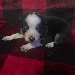 Oreo - Blue male Australian Cattle Dog puppy in Lancaster, Minnesota from Weleski Chocolate Heelers