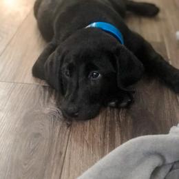 Golden Retriever and Labrador Retriever Puppies from All Around Retrievers