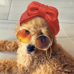Bernedoodles and Goldendoodles from Sammy's puppies