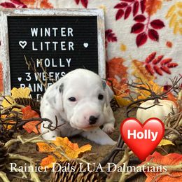 Girl 3 - White and black female Dalmatian puppy in Joshua, Texas from Rainier DALS LUA Dalmatians
