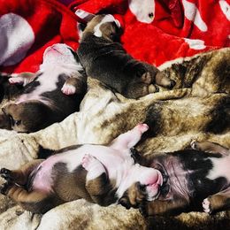 Bulldog Puppies from K&D Bulldogs