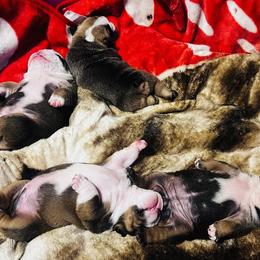Bulldog Puppies from K&D Bulldogs