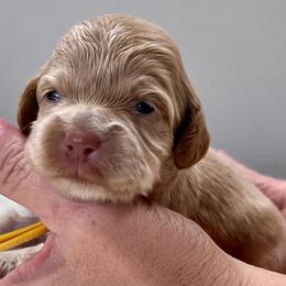 Peg - Buff female Cockapoo puppy in Mocksville, North Carolina from Little Bear Doodles