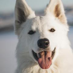 Berger Blanc Suisses from Nordic Dreams White Shepherds