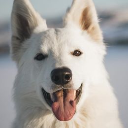 Berger Blanc Suisses from Nordic Dreams White Shepherds
