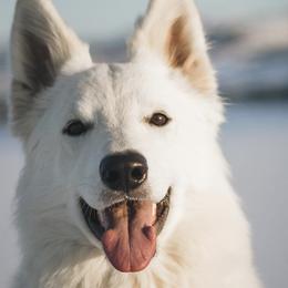 Berger Blanc Suisses from Nordic Dreams White Shepherds