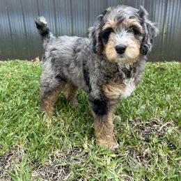 Aussiedoodle, Bernedoodle, Double Doodle, and Goldendoodle Puppies from Dandy Doodle Ranch