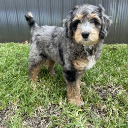 Aussiedoodle, Bernedoodle, Double Doodle, and Goldendoodle Puppies from Dandy Doodle Ranch