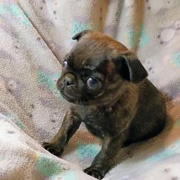 Brindle boy - Brindle male Pug puppy in Fall Creek, Wisconsin from Heartville Pugs