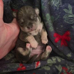 Stella - Blue and tan female Chihuahua puppy in Ashtabula, Ohio from Paw's & Awe's Chihuahuas