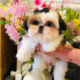 Carrie-See videos - Gold and white female Shih Tzu puppy in Manteca, California from Beauty's Shih Tzu (California)