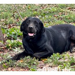 Chilli - Labrador Retriever