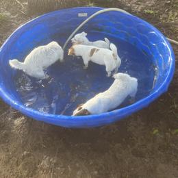 Border Collie and Jack Russell Terrier Puppies from CP FARMS BORDER COLLIES N JACKS CORP