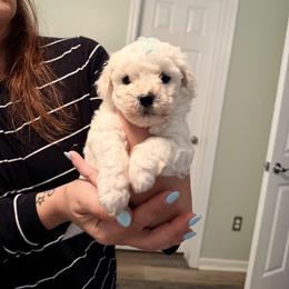 Green Boy - White male Bichon Frise puppy in Hampstead, North Carolina from Bichons Of Hampstead