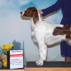 Irish Red and White Setters from Pheasant Run Irish Red and White Setter