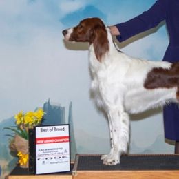 Irish Red and White Setters from Pheasant Run Irish Red and White Setter