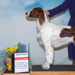 Irish Red and White Setters from Pheasant Run Irish Red and White Setter