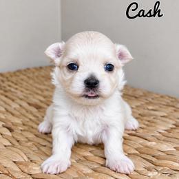 Cash - White male Maltese puppy in Morehead, Kentucky from Paw Perfect Pets