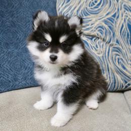 Green Collar - Black and white male Pomsky puppy in St. Peters, Missouri from Saint Peters Pomskies