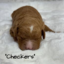 Checkers - Red  male Goldendoodle puppy in Nortonville, Kentucky from Deb’s KY Doodles